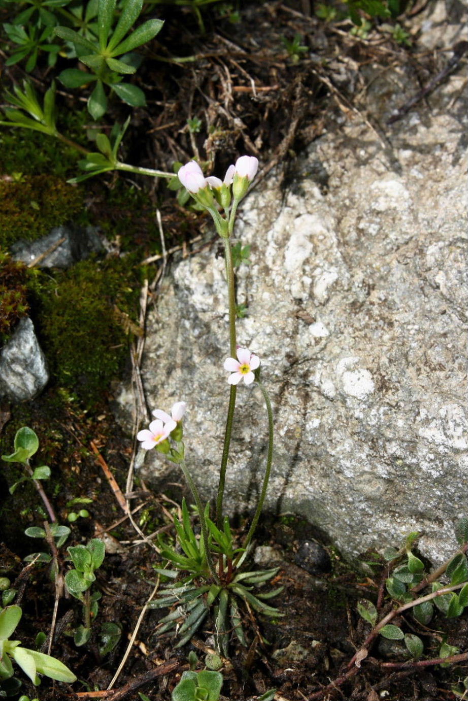 Androsace adfinis  subsp. brigantiaca / Androsace cozia